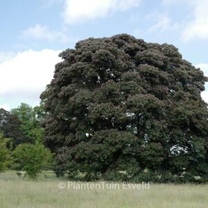 Acer pseudoplatanus 'Atropurpureum'
