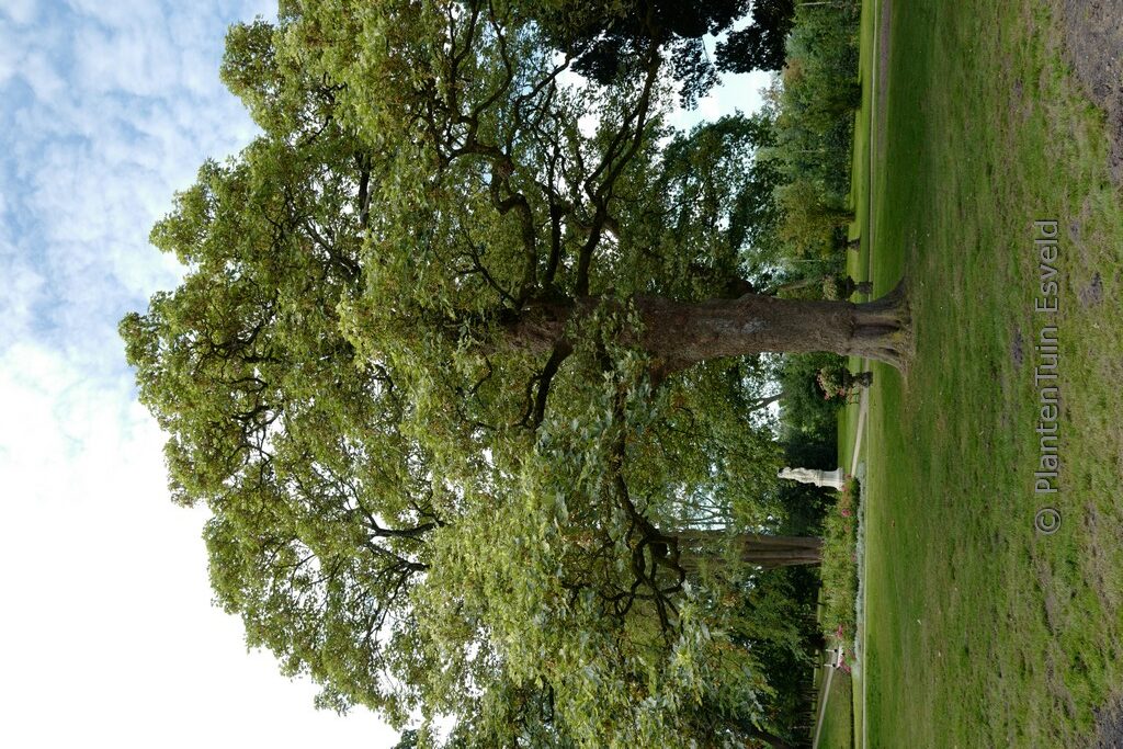 Acer pseudoplatanus 'Leopoldii'