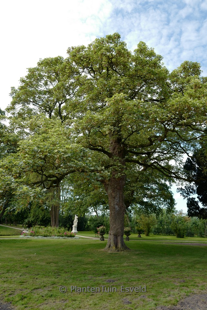 Acer pseudoplatanus 'Leopoldii'