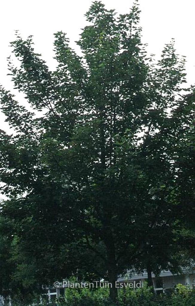 Acer pseudoplatanus 'Negenia'