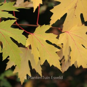 Acer saccharinum