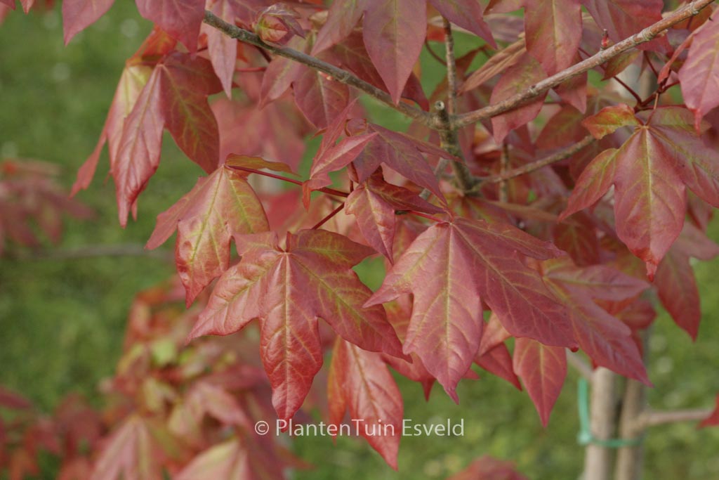Acer zoeschense 'Annae'