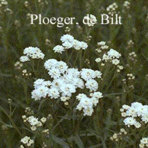 Achillea ptarmica 'Perry's White'
