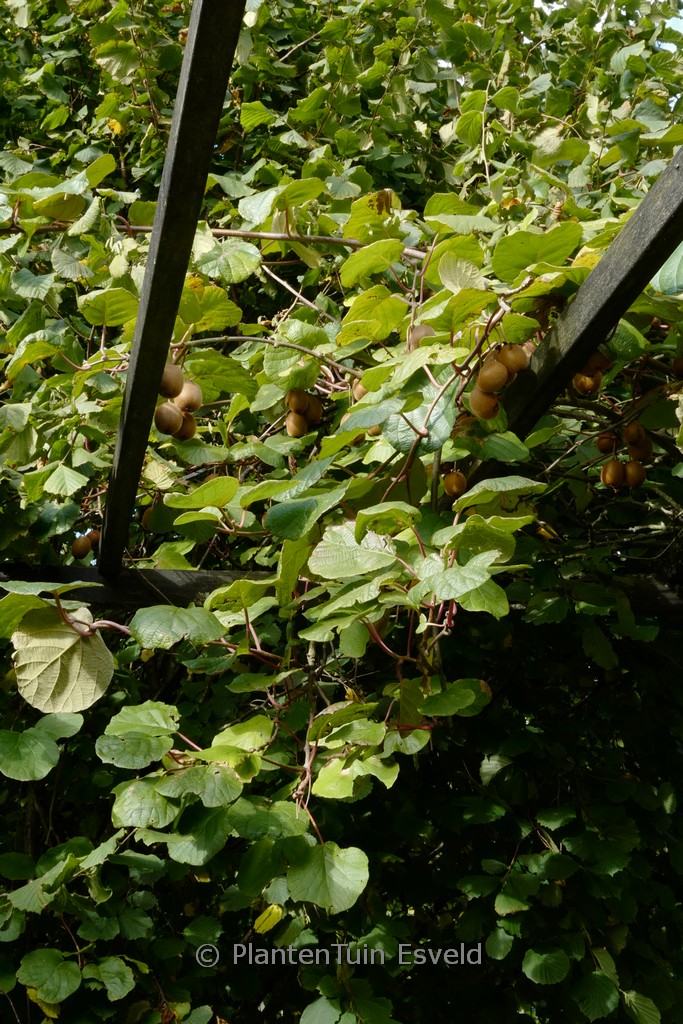 Actinidia deliciosa