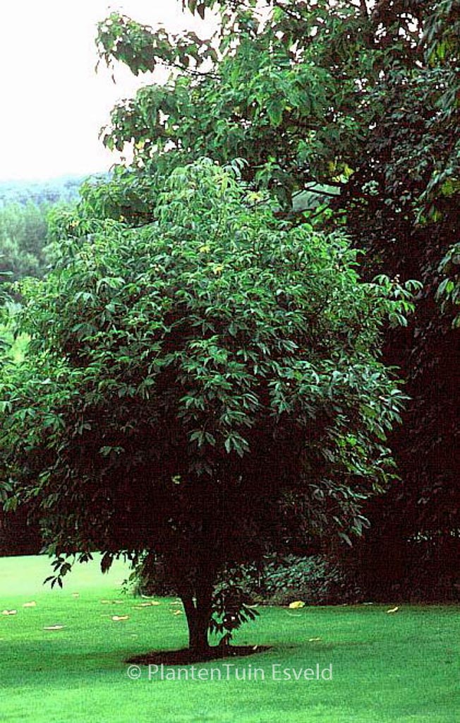 Aesculus flava 'Vestita'