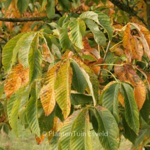 Aesculus glabra var. arguta