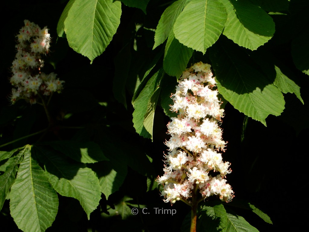 Aesculus hippocastanum 'Baumannii'