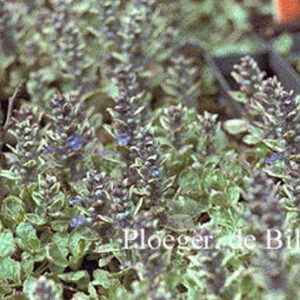 Ajuga reptans 'Variegata'