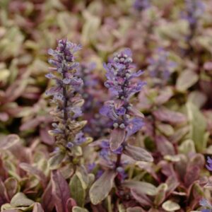 Ajuga tenorii 'Piotrek01' (PRINCESS NADIA)