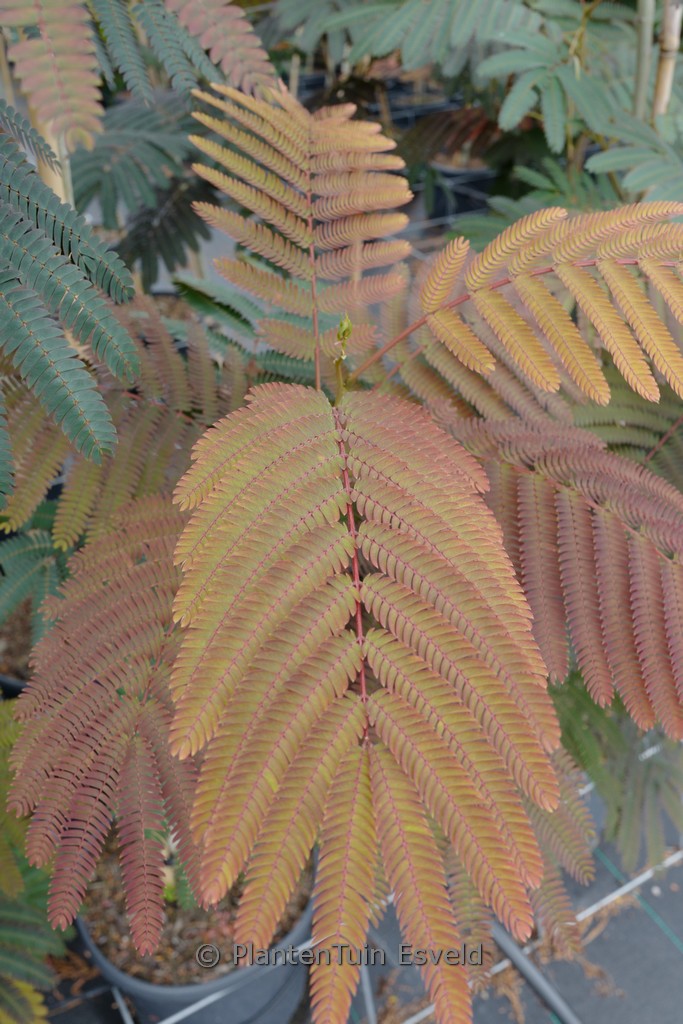 Albizia julibrissin 'Evi's Pride'