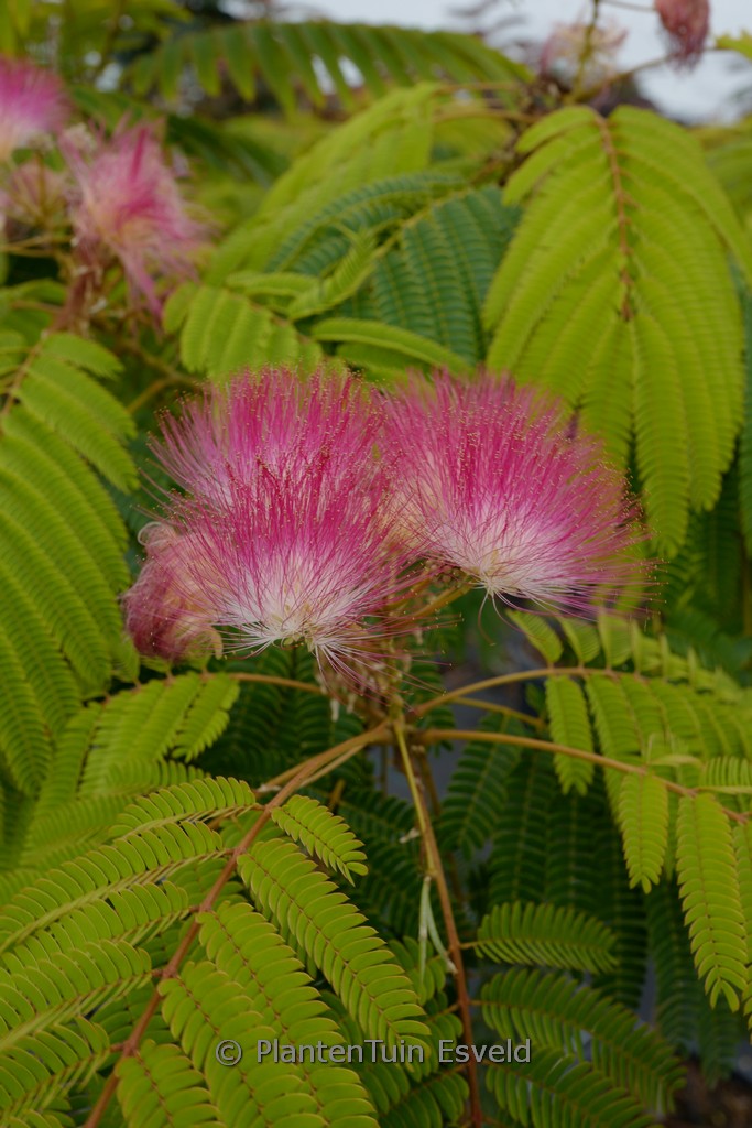 Albizia julibrissin 'Pos 1' (TROPICAL DREAM)