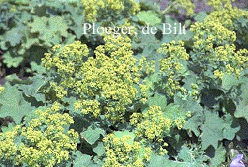Alchemilla mollis 'Robustica'