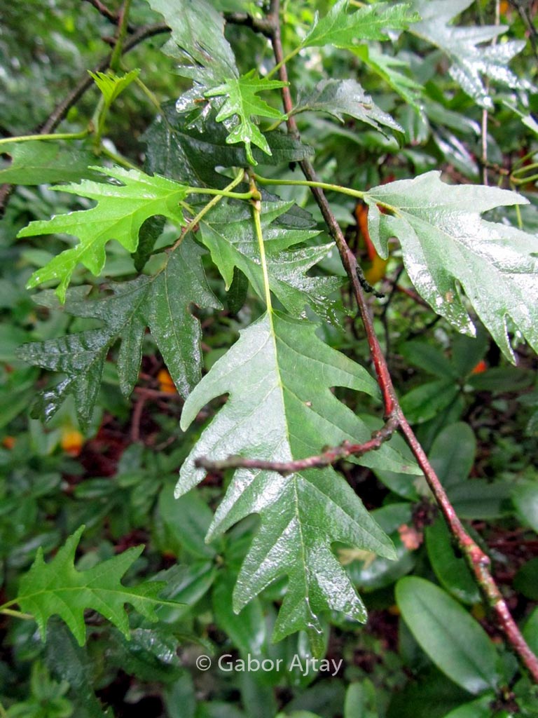 Alnus glutinosa 'Laciniata'