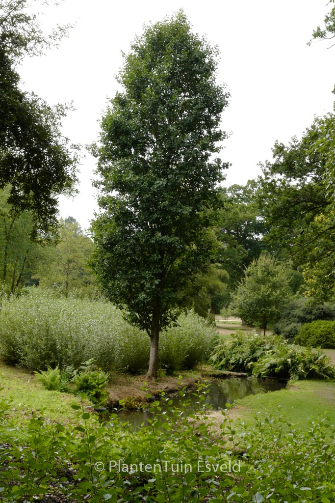 Alnus glutinosa 'Pyramidalis'