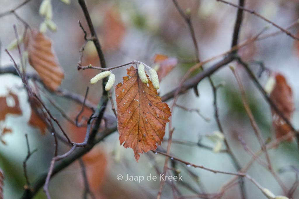 Alnus incana