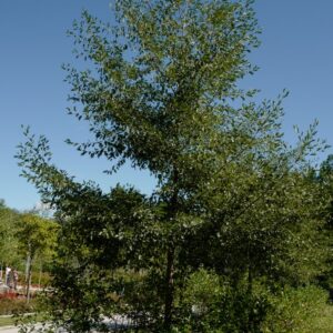 Alnus incana 'Laciniata'