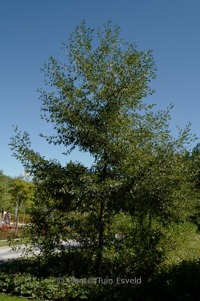 Alnus incana 'Laciniata'