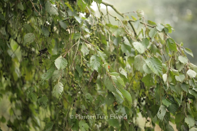 Alnus incana 'Pendula'