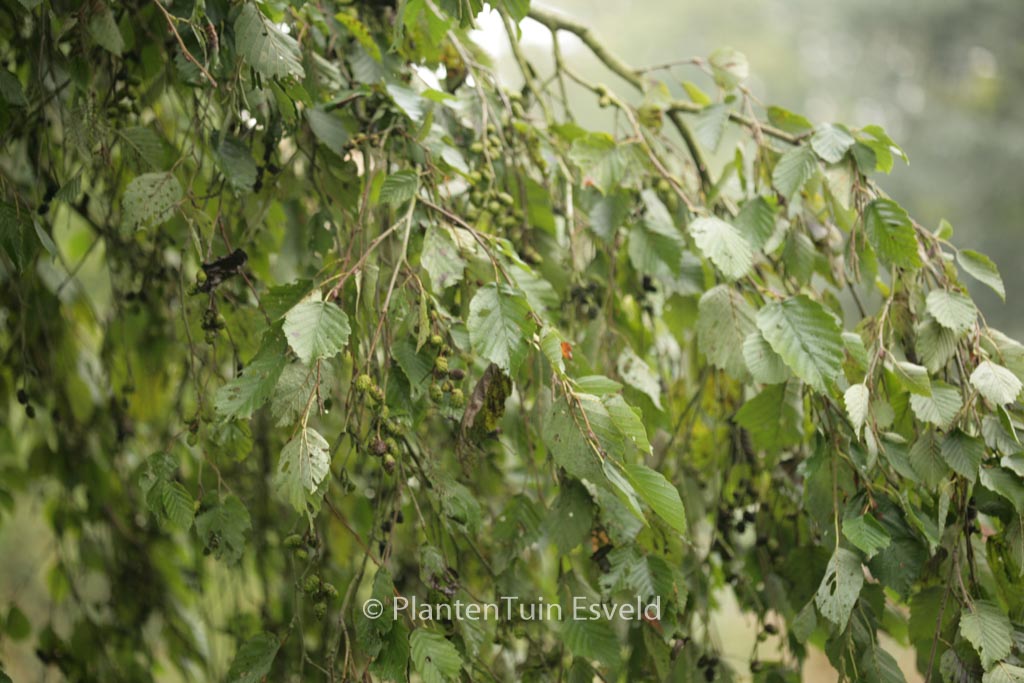 Alnus incana 'Pendula'
