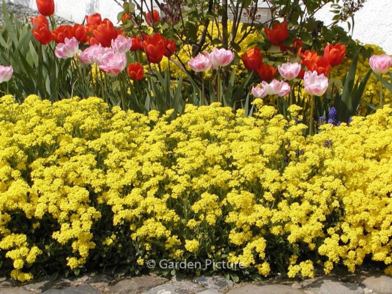 Alyssum montanum 'Berggold'