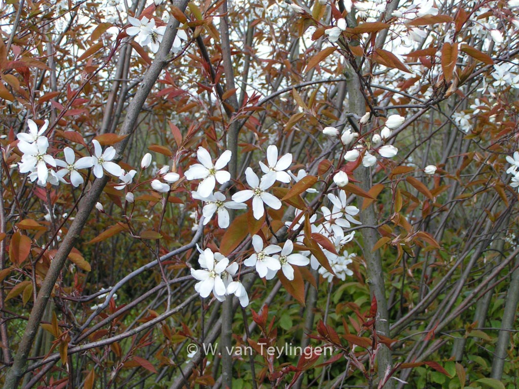 Amelanchier 'Snowflakes'