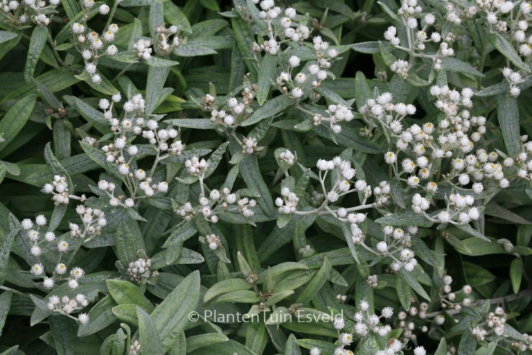 Anaphalis triplinervis 'Silberregen'