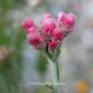 Antennaria dioica 'Rotes Wunder'