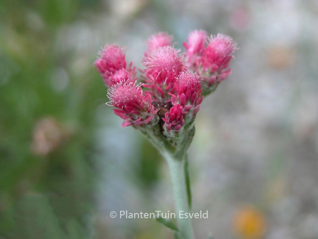 Antennaria dioica 'Rotes Wunder'