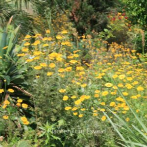 Anthemis hybrida 'E.C. Buxton'