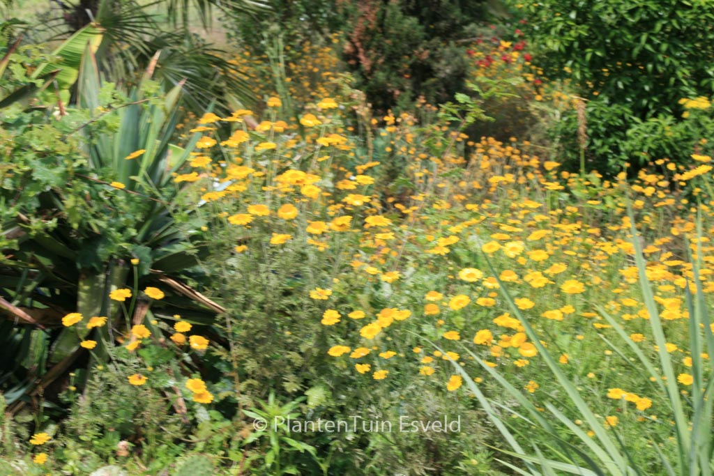 Anthemis hybrida 'E.C. Buxton'