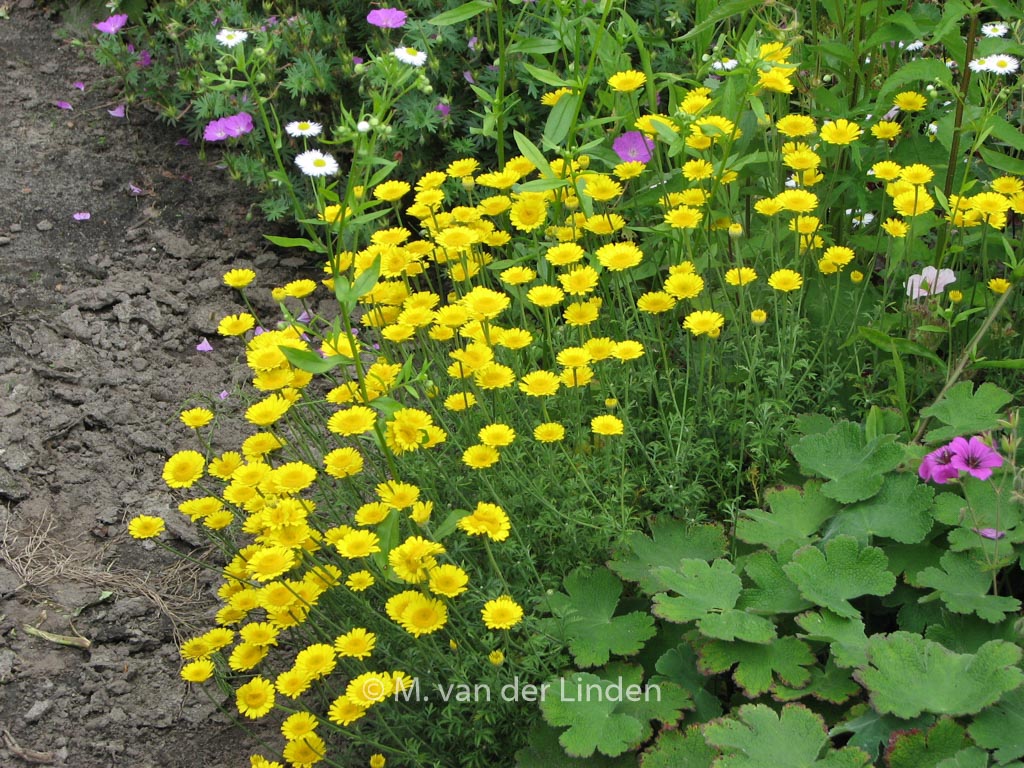 Anthemis hybrida 'Kelwayi'
