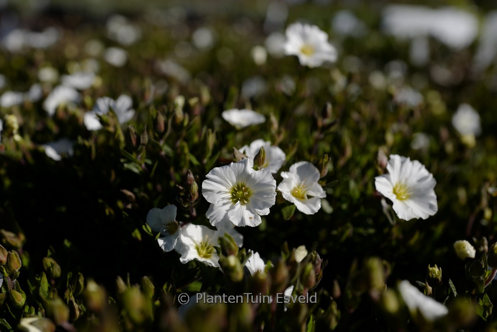 Arenaria montana