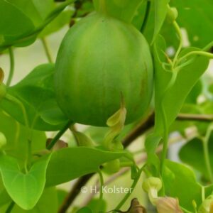 Aristolochia debilis