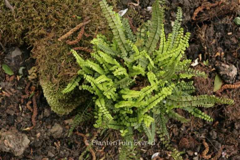 Asplenium trichomanes