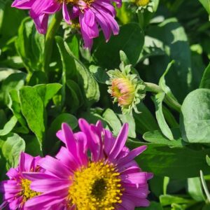 Aster alpinus 'Happy End'