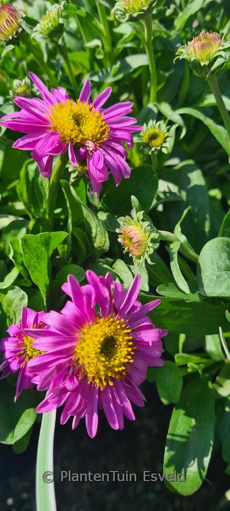 Aster alpinus 'Happy End'