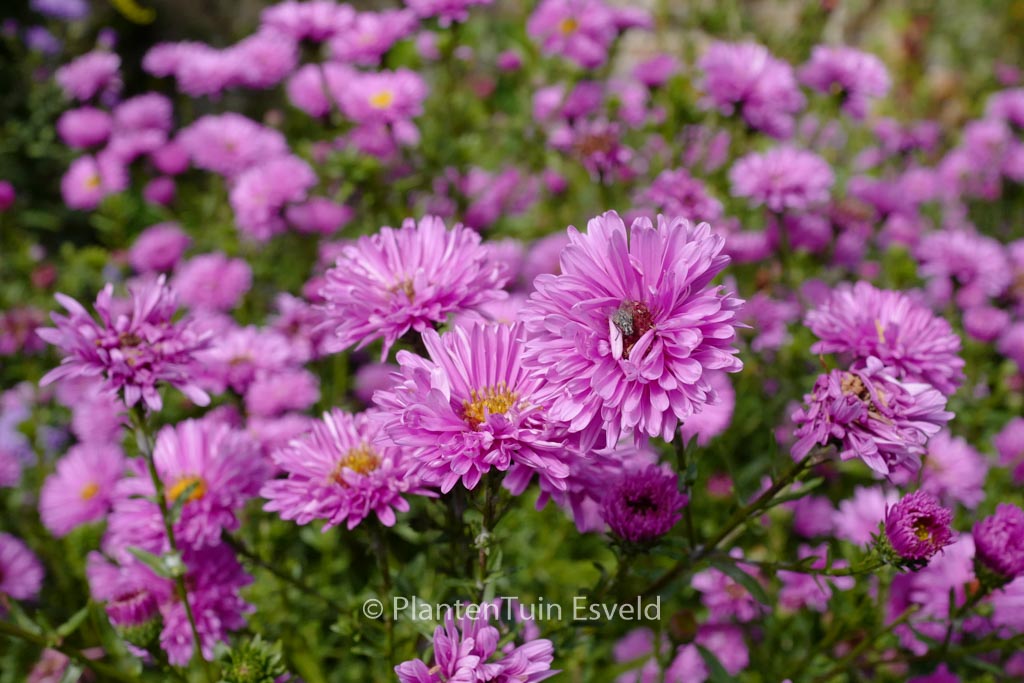 Aster novi-belgii 'Marie Ballard'