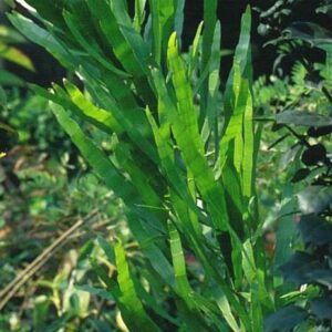 Baccharis genistelloides