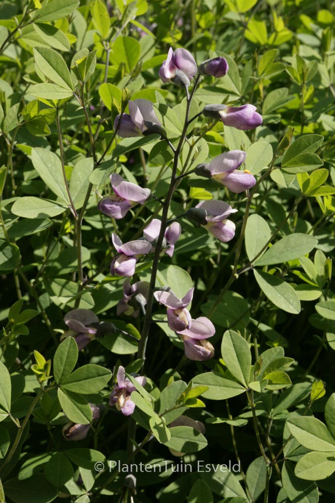 Baptisia 'Purple Smoke'