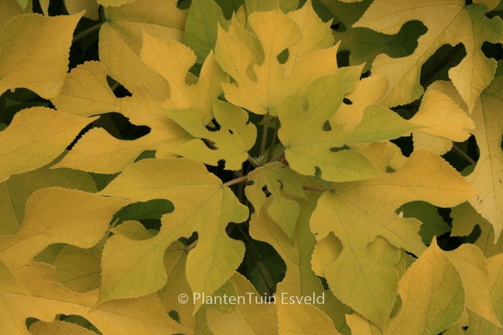 Broussonetia papyrifera 'Golden Shadow'