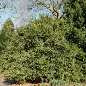 Buxus sempervirens 'Rotundifolia'