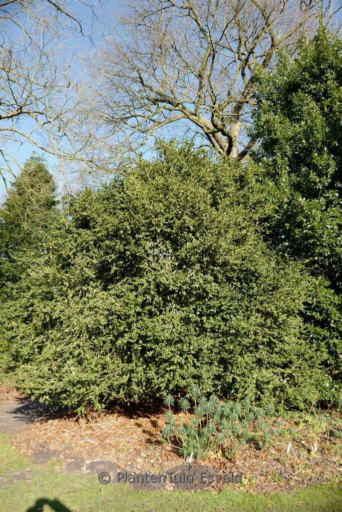 Buxus sempervirens 'Rotundifolia'