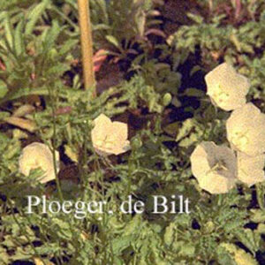 Campanula carpatica 'Alba'