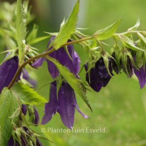 Campanula 'Kent Belle'