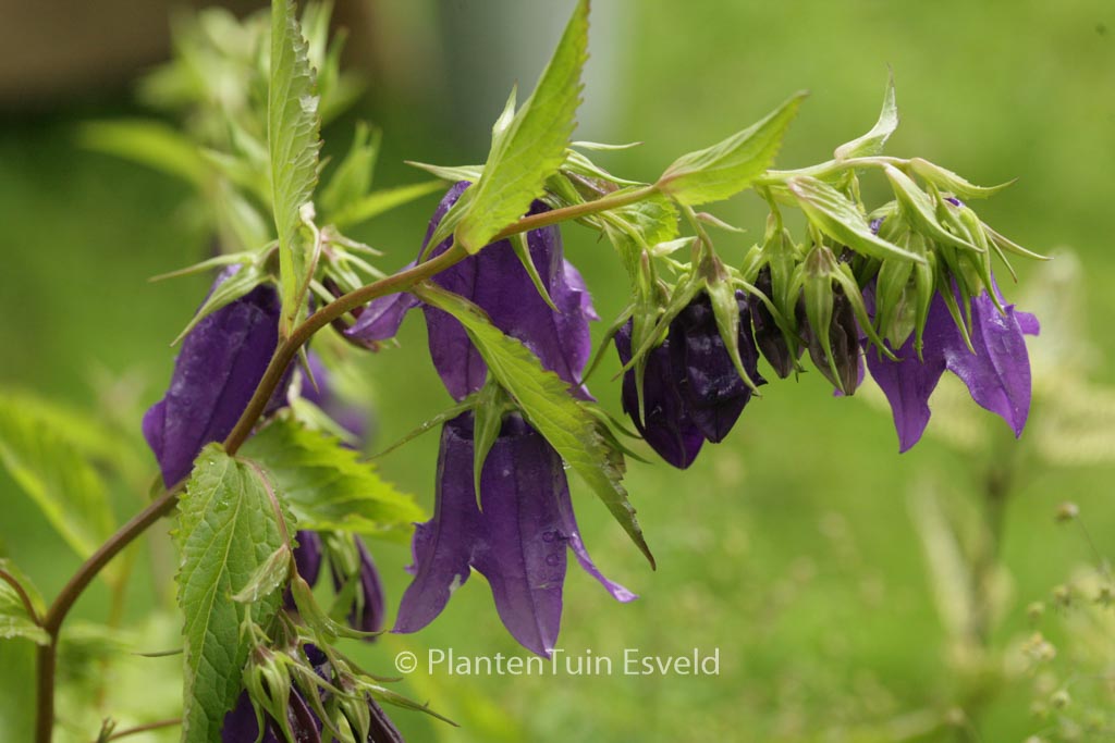 Campanula 'Kent Belle'