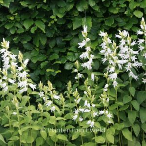 Campanula lactiflora 'Alba'