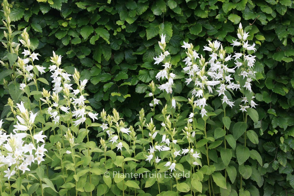 Campanula lactiflora 'Alba'