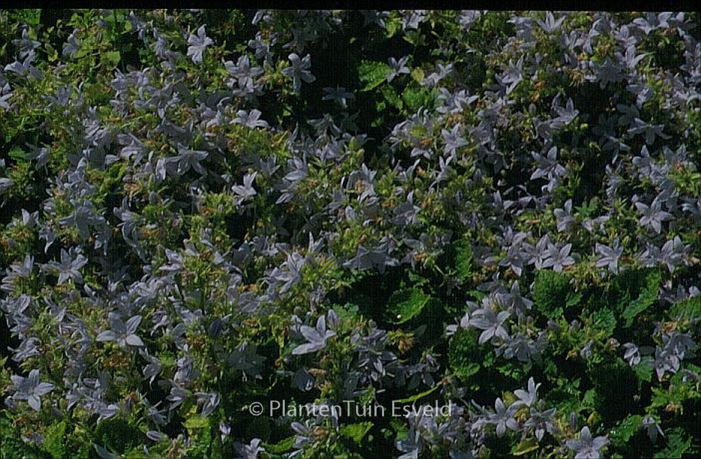 Campanula poscharskyana 'E.H. Frost' - Afbeelding 2
