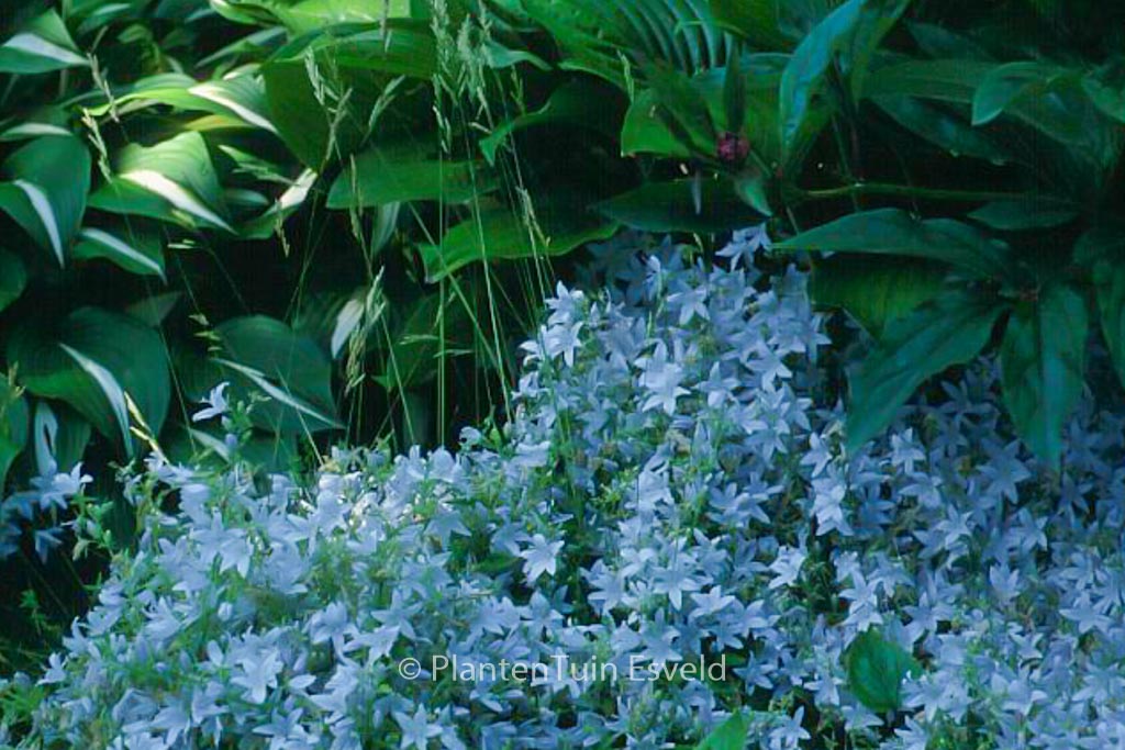 Campanula poscharskyana 'E.H. Frost' - Afbeelding 3