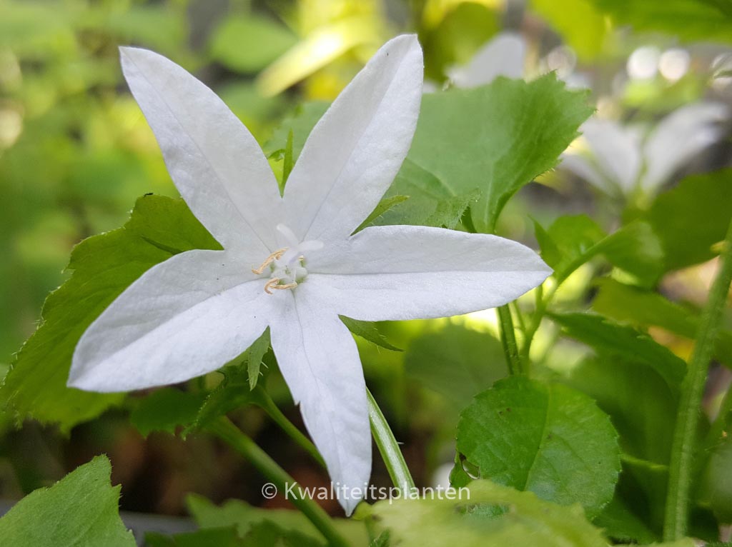 Campanula poscharskyana 'E.H. Frost'